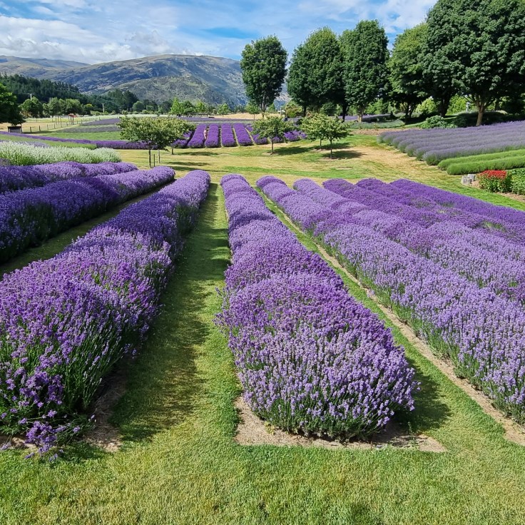 Wanaka Lavendelfarm