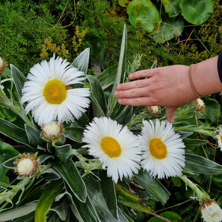 Mt Cook NP Celmisia spectabilis Mountain daisy