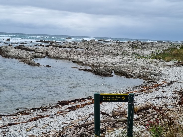 Kaikoura Peninsula Seal Colony