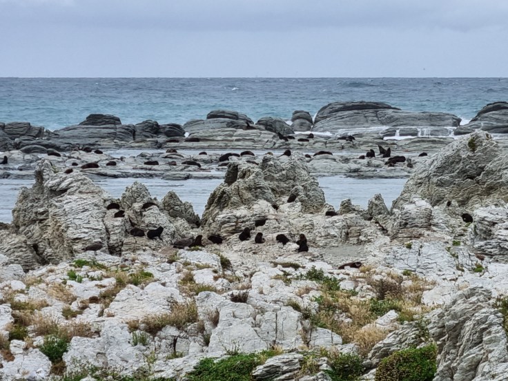 Kaikoura Peninsula Seal Colony