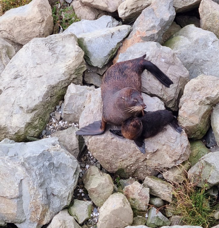 Seebären NZ Fur Seals Ohau Point