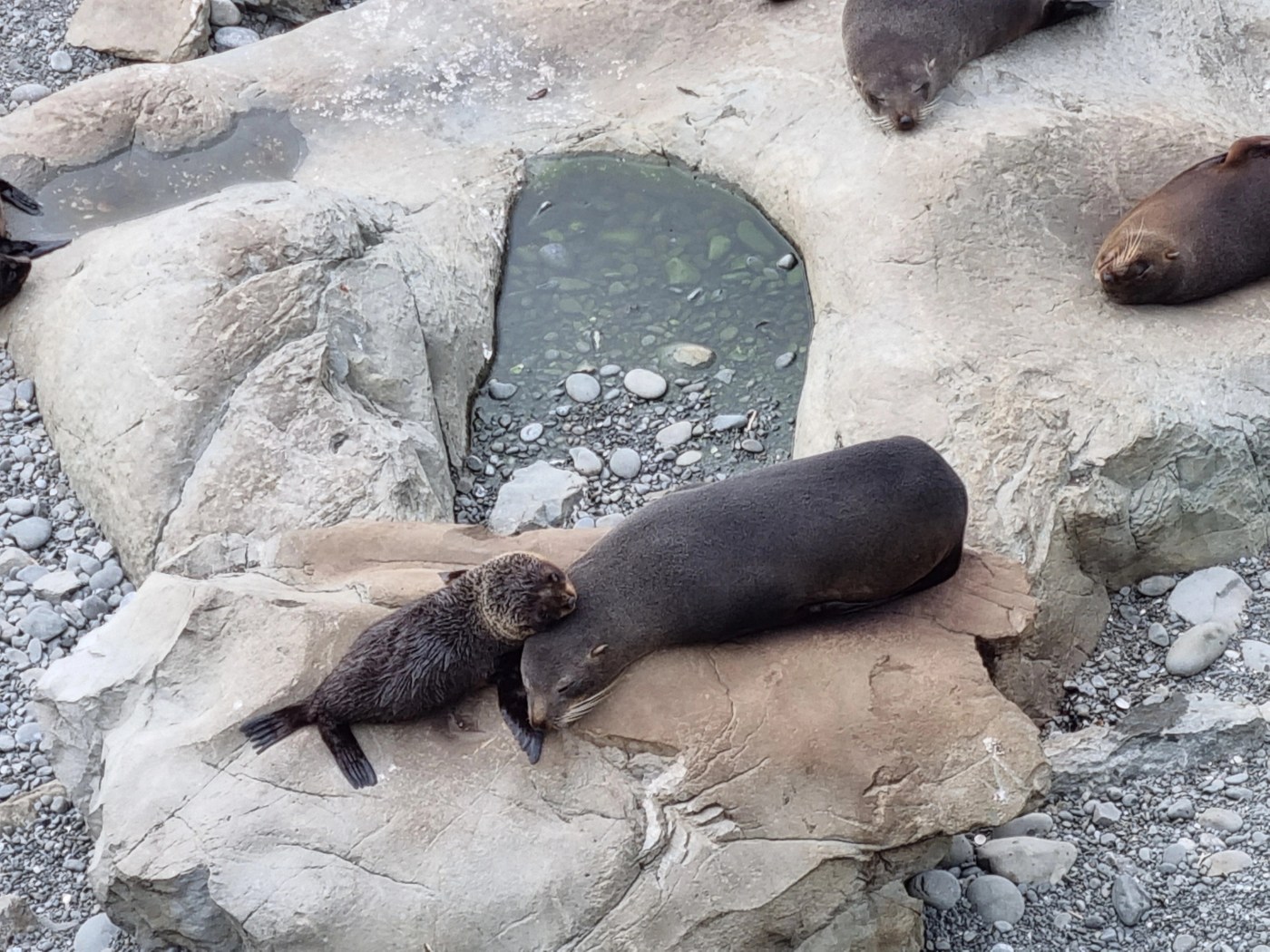 Seebären NZ Fur Seals Ohau Point
