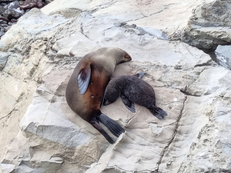 Seebären NZ Fur Seals Ohau Point