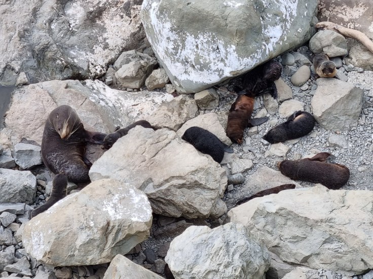 Ohau Point Seebären