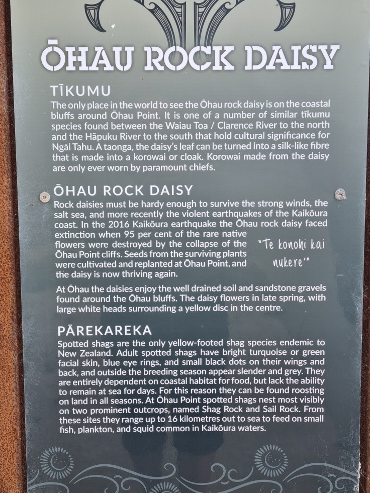 Ohau Rock Daisies