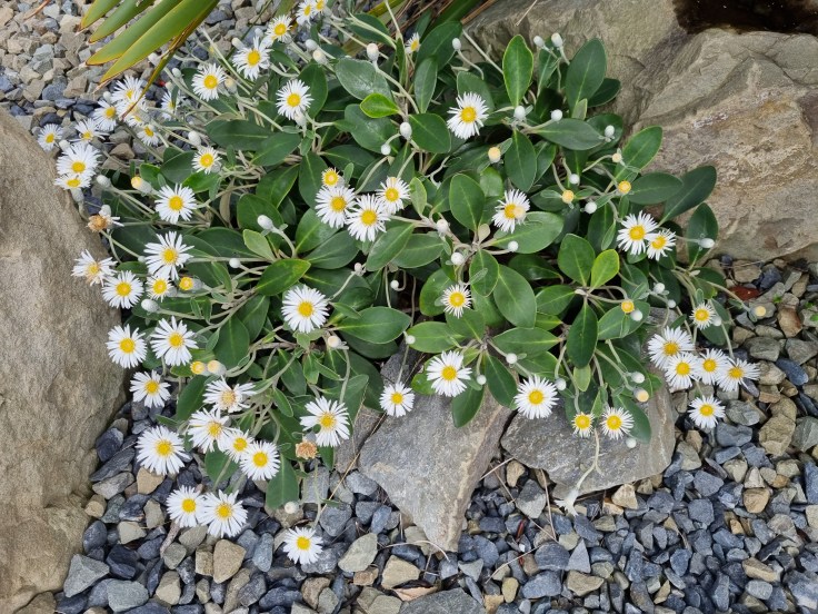 Ohau Rock Daisies