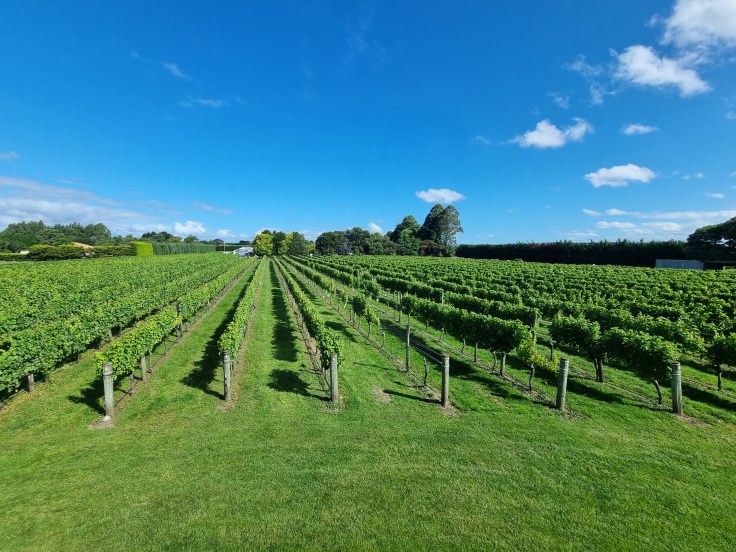 Weingegend Wairarapa