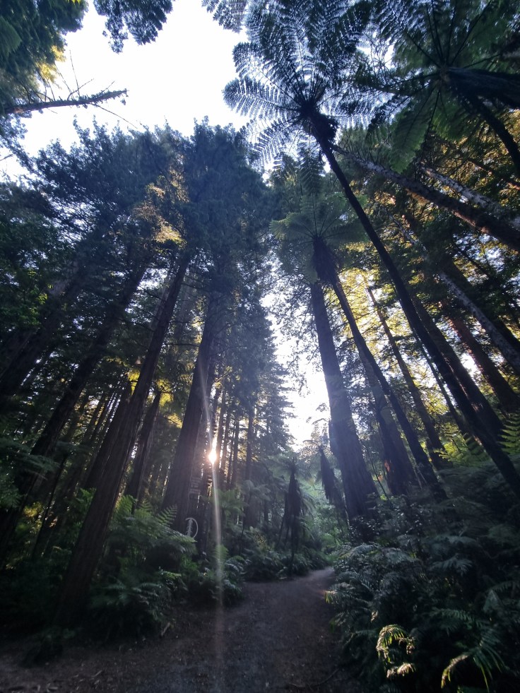 Rotorua Redwoods