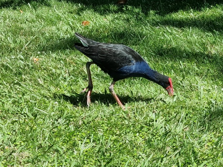 Pukeko Sumpfhuhn