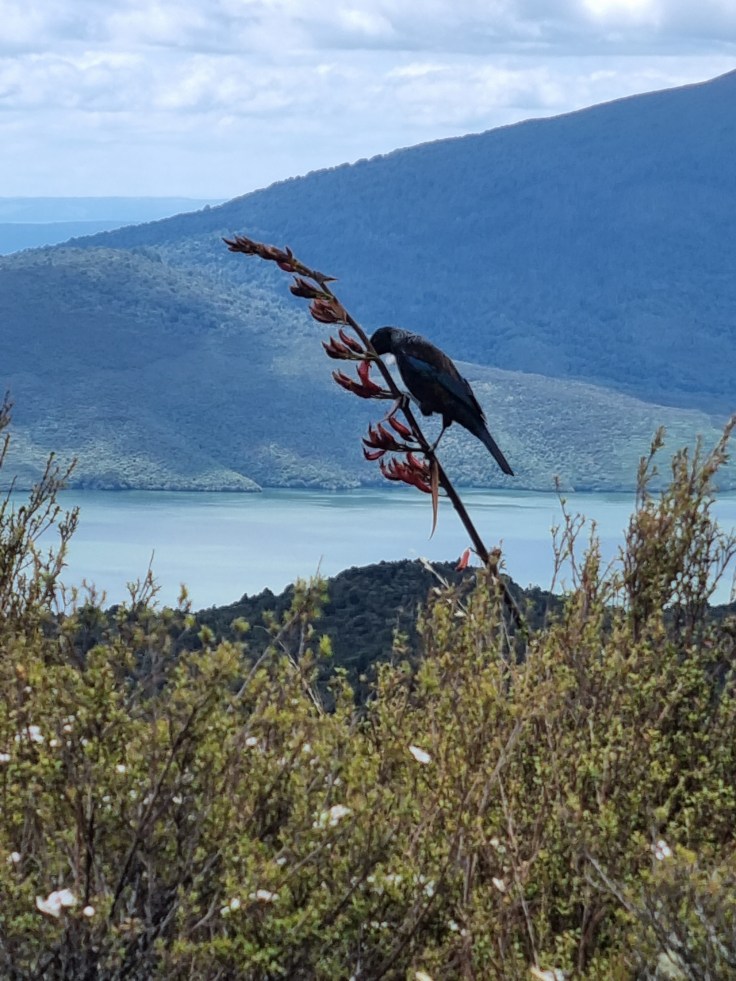Tongariro Alpine Crossing - Tui