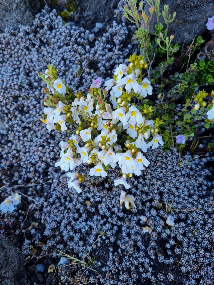 Tongariro Crossing - Blumen