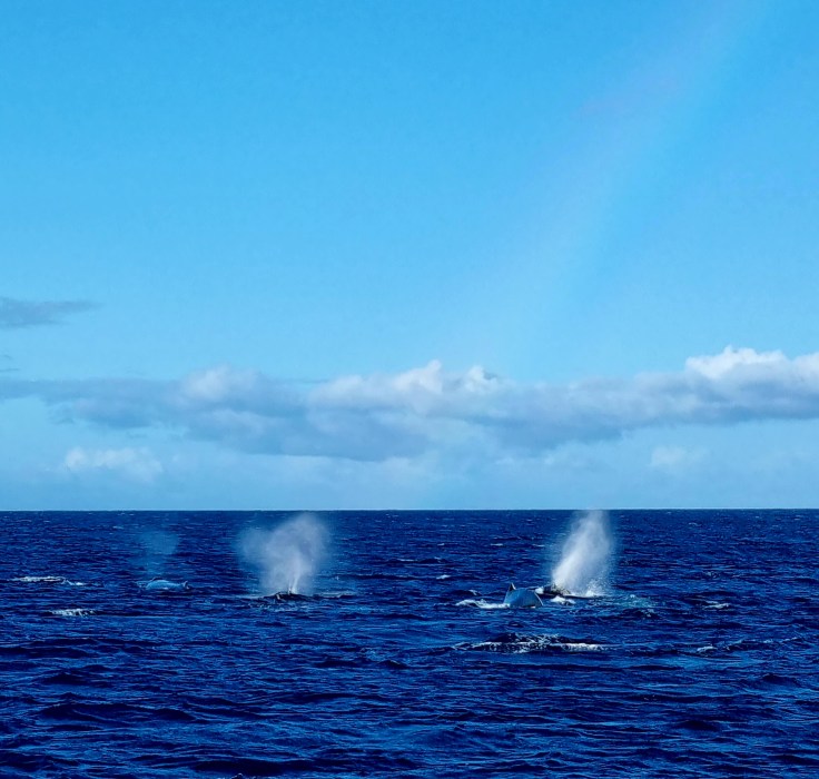 Buckelwale vor Maui