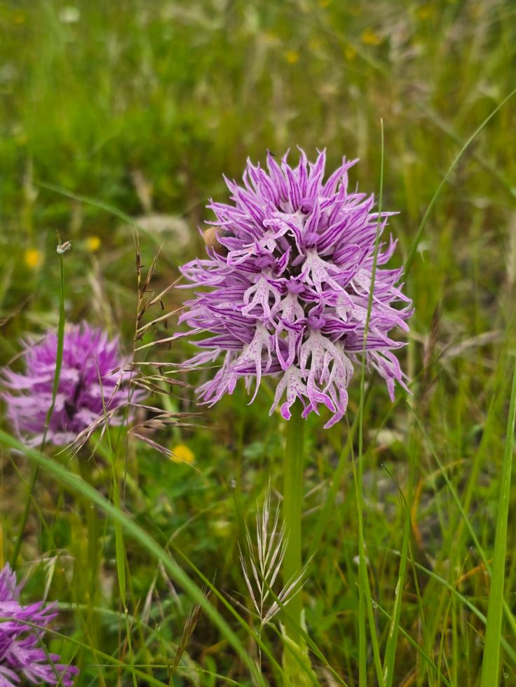 Italienisches Knabenkraut (Orchis italica)