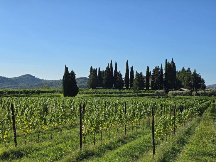 Weinbaugebiet Colli Orientali del Friuli