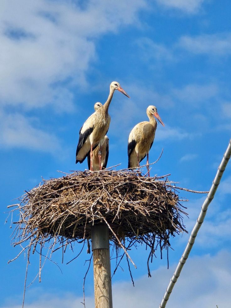 Störche von Fagagna