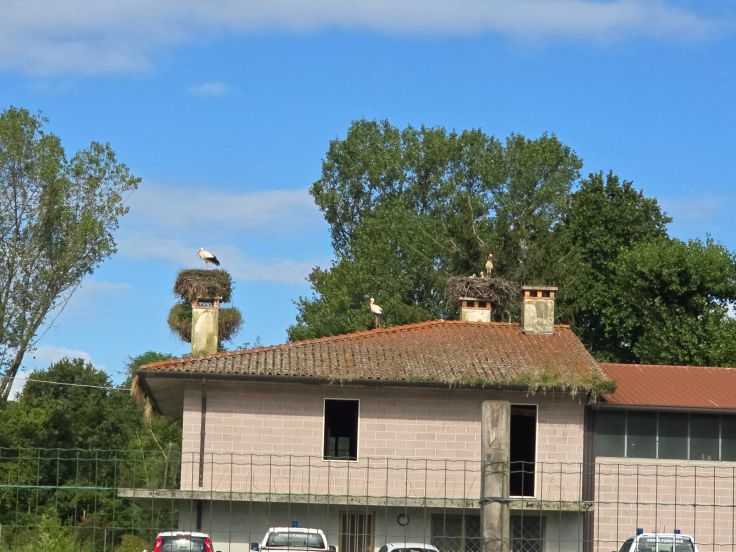 Störche von Fagagna