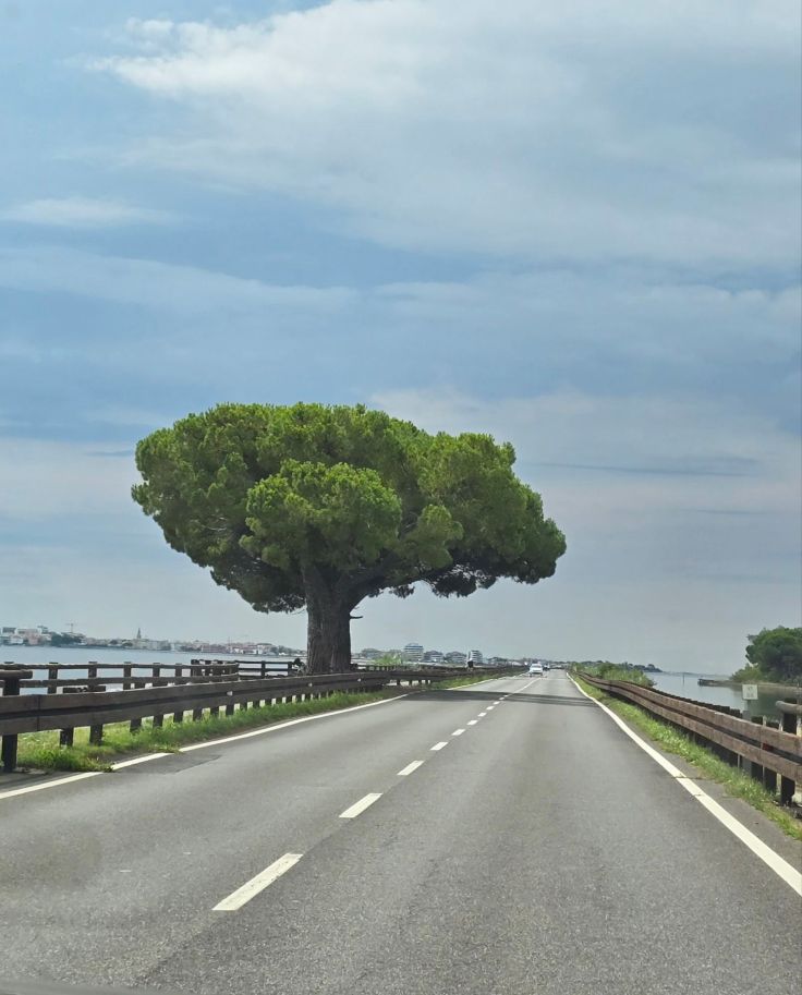 Begrüßungs-Pinien an der Dammstraße nach Grado