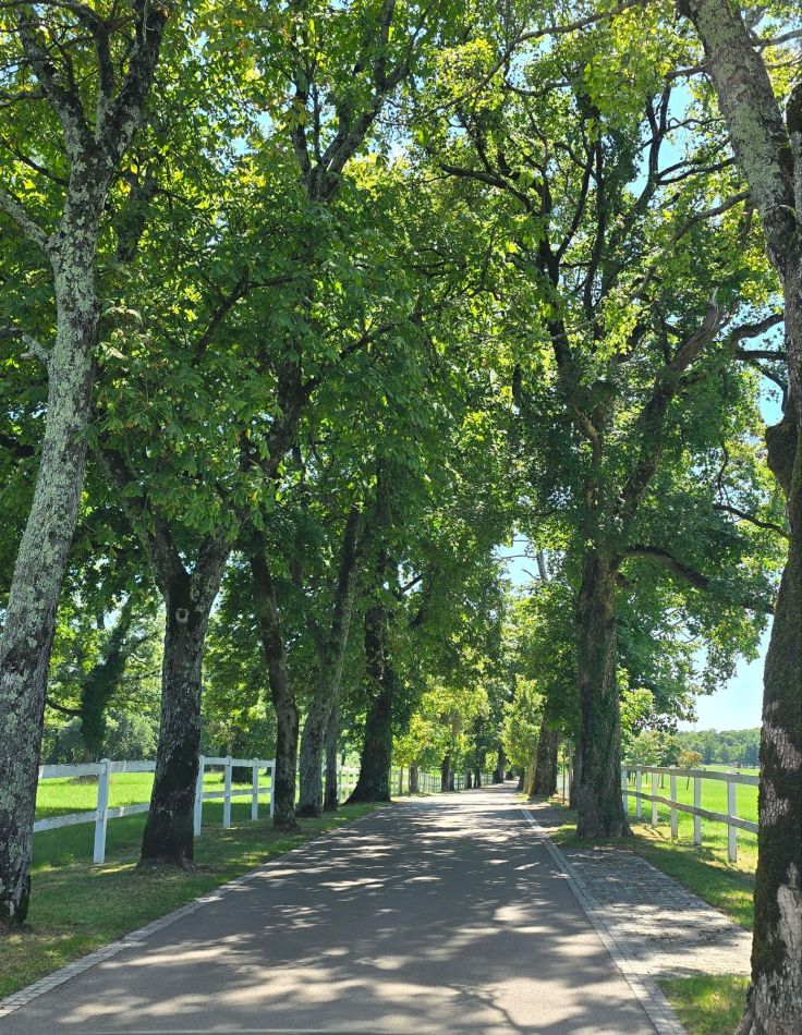 Allee in Lipica