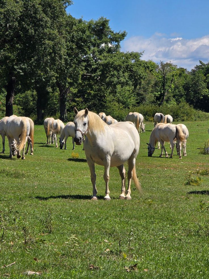 Lipizzaner auf dem Gestüt Lipica