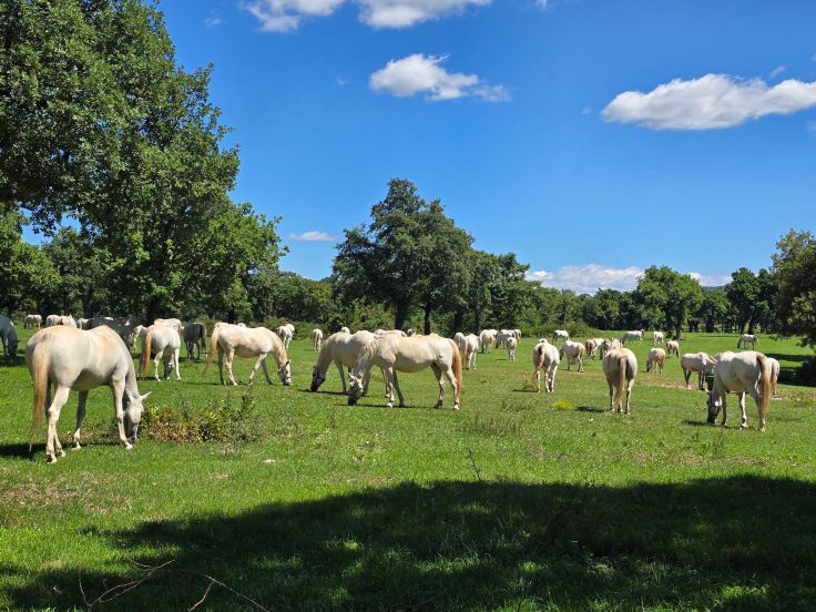 Lipizzaner auf dem Gestüt Lipica