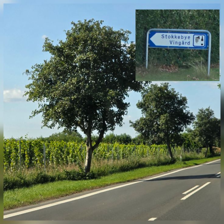 Weinbau auf Fünen