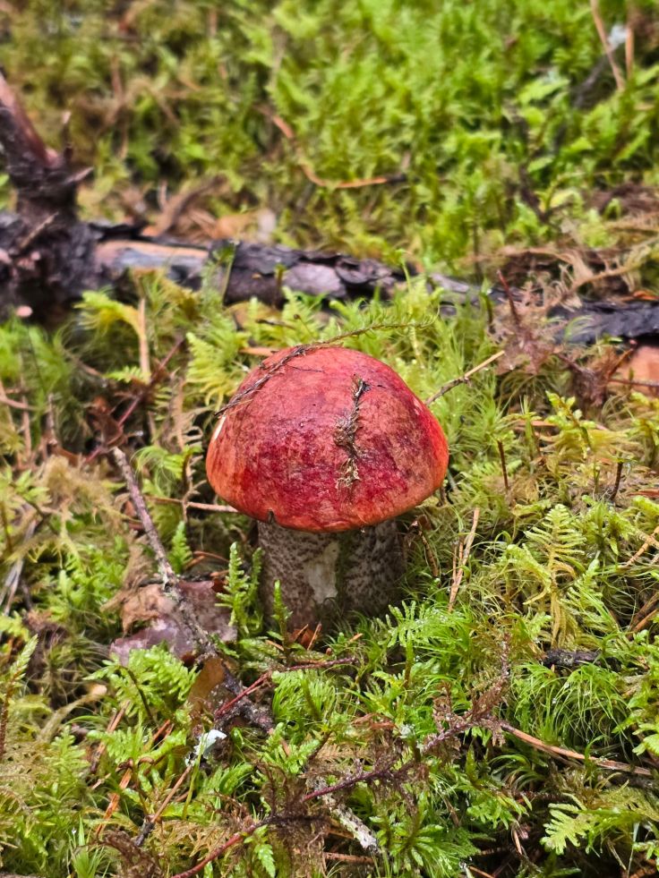 Nora Kvill Nationalpark
