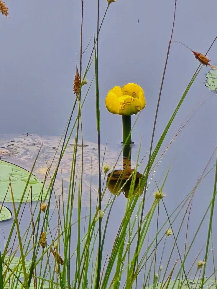 Nora Kvill Nationalpark - Seerosen