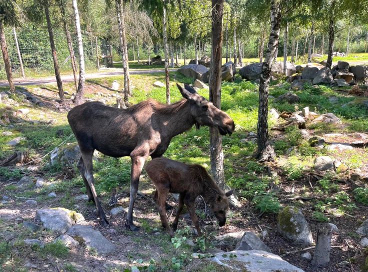 Elchpark Glasrikets Älgpark